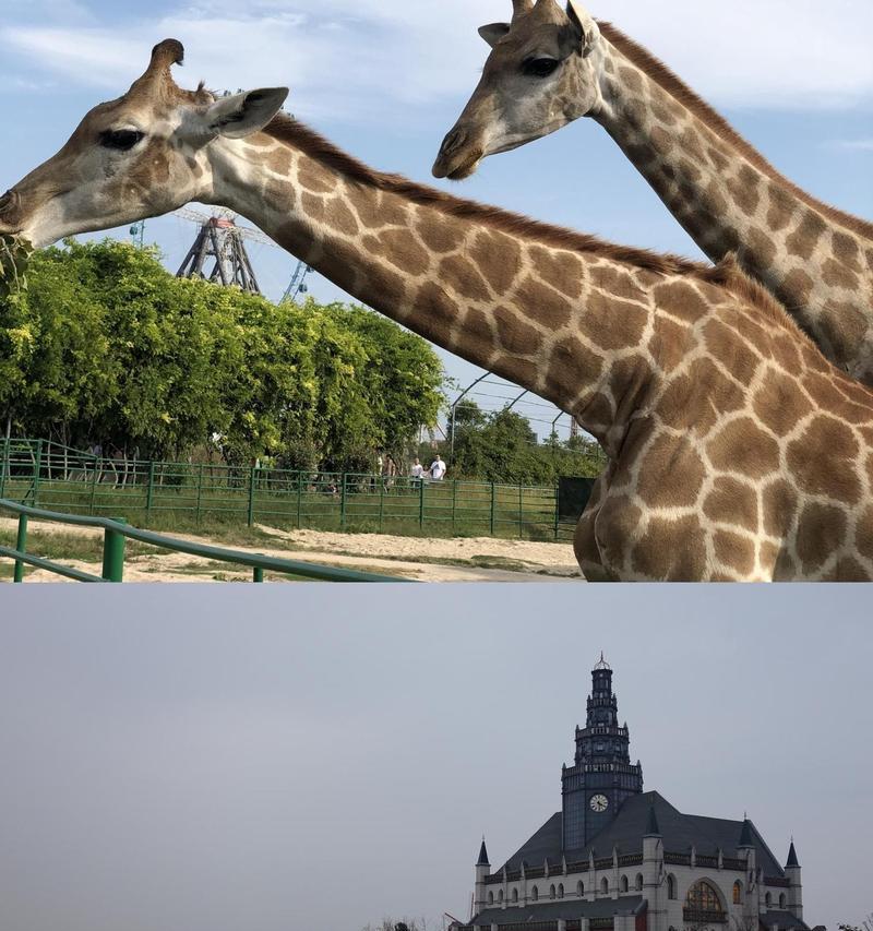 畅游动物世界的乐趣（探索野生动物的奇妙之旅）