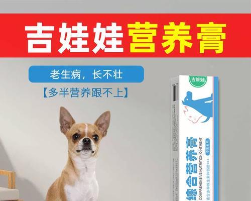 吉娃娃成犬的饮食要点（了解吉娃娃的饮食需求，让它健康成长）