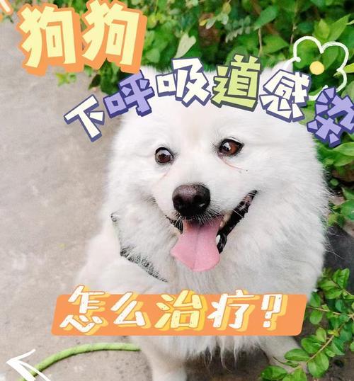 狗狗上呼吸道感染的治疗药物及注意事项（选择适合狗狗的药物，呼吸道感染治疗方案）