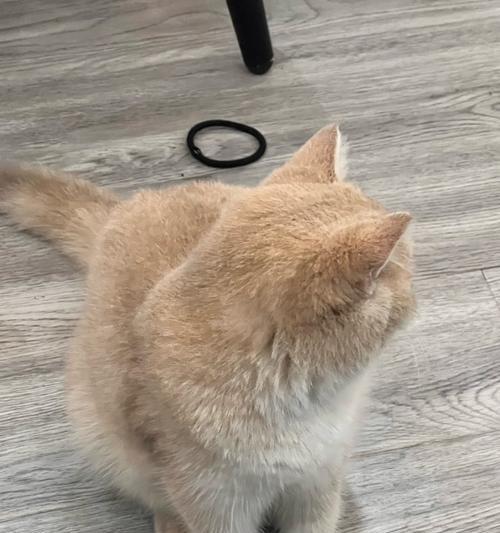 猫咪为何害怕人类？（解读猫咪畏惧人类行为的原因）