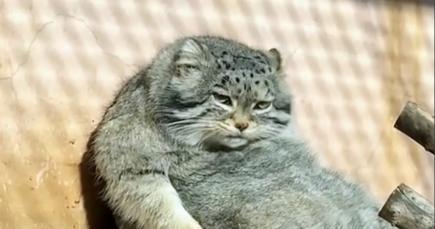探究最懒的猫——橘猫的懒惰天性（揭秘橘猫的睡懒觉特点与原因）