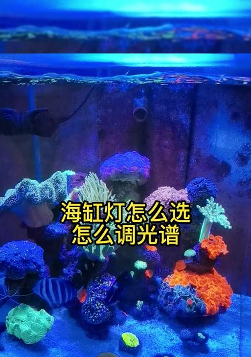 以40海缸缸用什么灯为主题（选择合适的灯光照明让海缸更美丽）