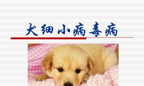 狗狗细小的预防与治疗