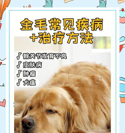金毛日常需要补充的营养品是哪些？（了解金毛的营养需求，让它健康成长）