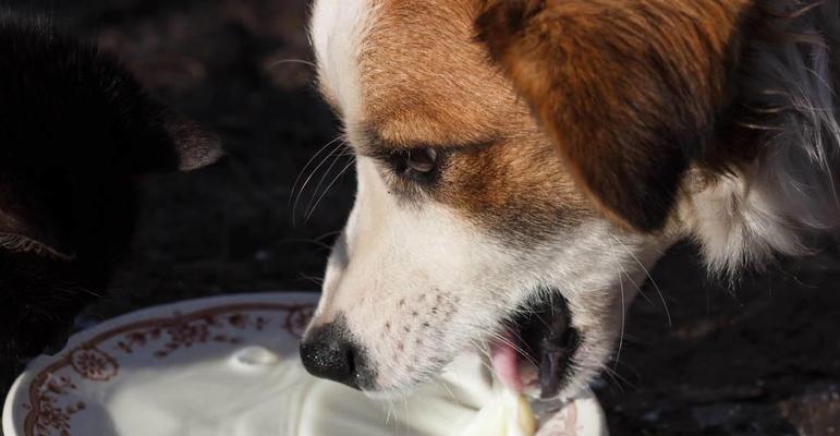 金毛犬的饮食与呕吐原因揭秘（为什么金毛犬会吃什么就吐什么？我们来看看其中的原因！）