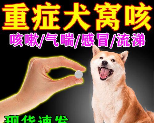 狗感冒的饮食要点（了解狗感冒对饮食的影响，保护宠物健康）