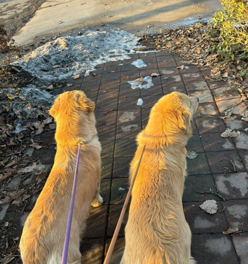 家养两只金毛的幸福生活（金毛犬——爱与陪伴的最佳伙伴）