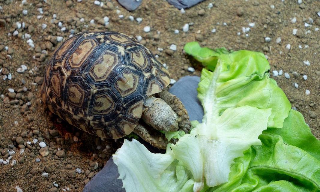 以豹纹陆龟喂什么？——为你的宠物提供适宜的饮食（豹纹陆龟喂食指南，助你了解正确的饮食需求）