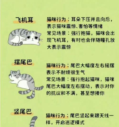 猫之柔软之谜（探秘猫咪身体柔软的原因与特性）
