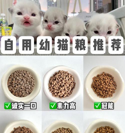 宝宝猫的健康饮食指南（以5周小猫为主题的饮食建议，让它健康成长）