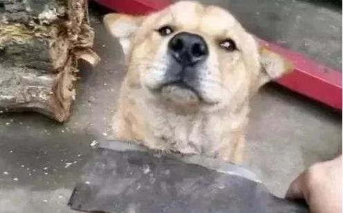 狗狗突然不合群是怎么回事？（探究狗狗行为异常的原因和解决方法）