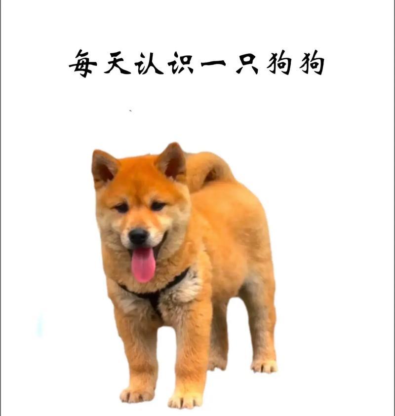 以土狗养什么颜色？（土狗毛色多样，选择适合你的伙伴）