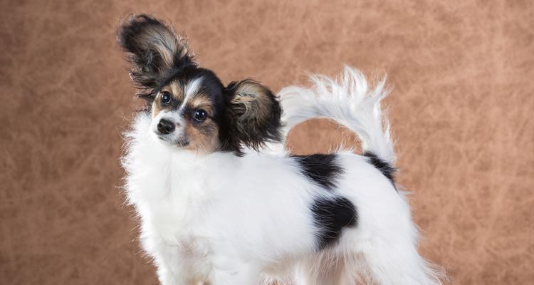 蝴蝶犬与哪种犬长得最像？（揭开蝴蝶犬与某犬种的相似之处）