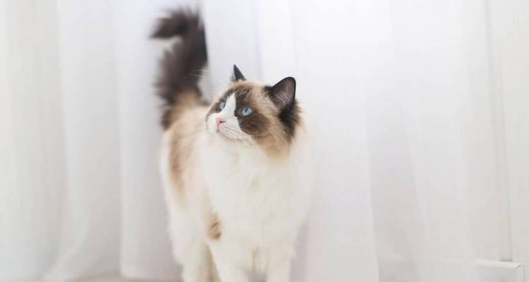 选择适合初次养猫的猫品种（探索哪些猫品种最容易养，让你拥有美好的猫咪生活）