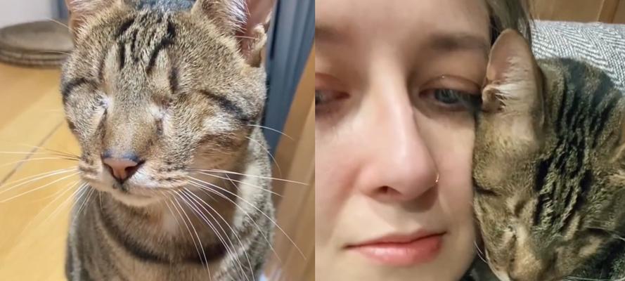 小猫先天不足，我们能为它们做些什么？（呵护无助生命，温暖小猫的每一天）