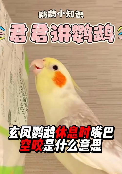 鹦鹉的嘴巴像什么？（探索鹦鹉嘴巴的奥秘）