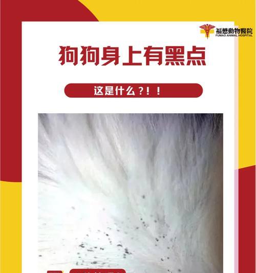 小狗为何会在身上长斑点？（探究小狗身上斑点的形成原因及影响因素）
