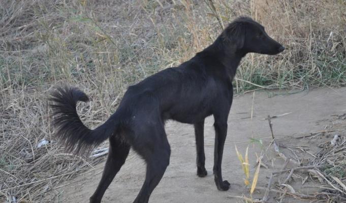 山东滑条细狗——中国传统犬种的骄傲（山东滑条细狗的历史渊源与独特特征）