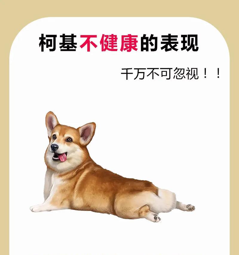 养柯基犬的必备知识（打造幸福与健康的柯基生活）