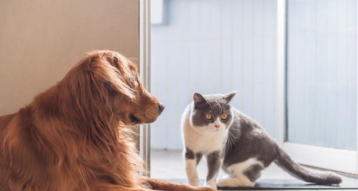 猫狗都能吃的食物是什么？（探寻猫狗共食的健康饮食）
