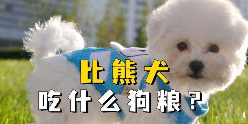 比熊怀孕期间的饮食营养需求与注意事项（关注比熊宝宝的健康成长，提供正确的饮食指导）