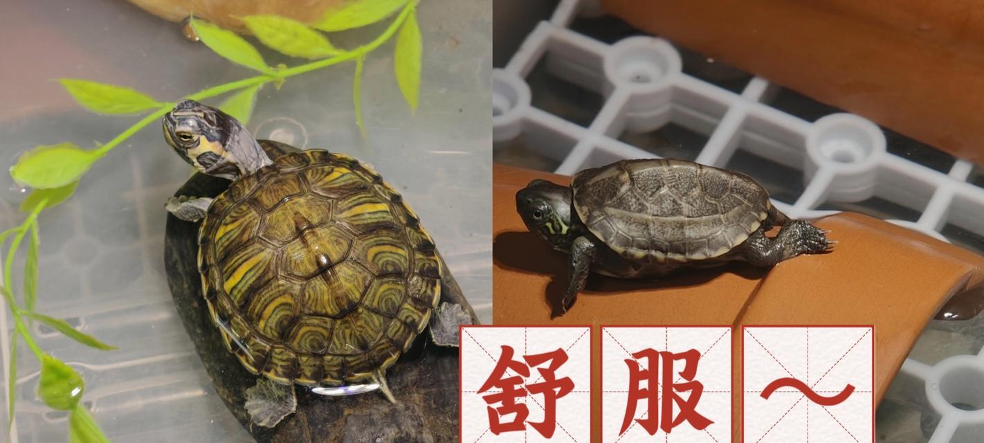 龟背上的川字之谜（揭秘古老龟壳上的川字密码）
