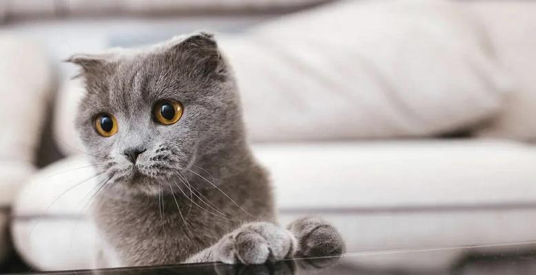 揭秘猫口臭的原因及预防方法（解析猫口臭的成因，保持猫咪口气清新的小窍门）