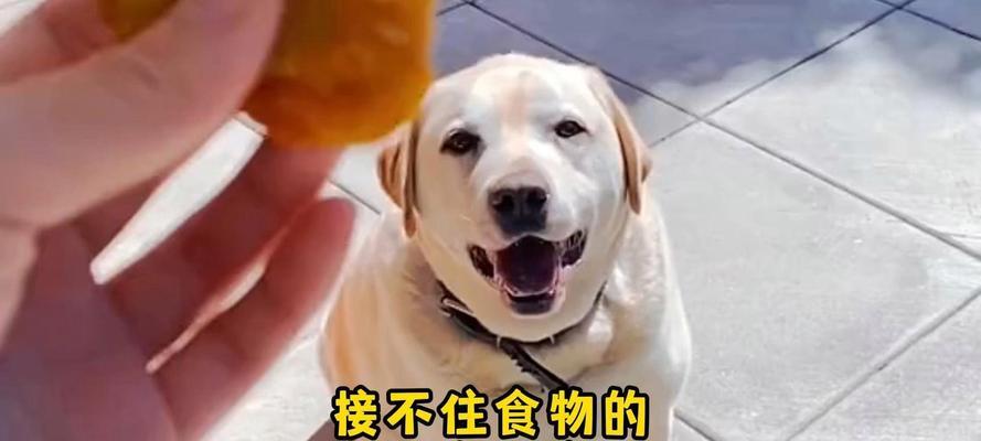 拉布拉多小狗为何不吃东西？（探究拉布拉多小狗食欲不振的原因与应对方法）