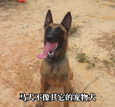 如何为4-5个月的马犬提供适宜的饮食？（让您的幼犬健康成长的营养指南）