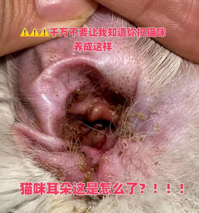 小猫耳朵凉了可能患有什么病？（探索小猫耳朵凉的原因及相关疾病）