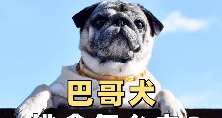 八哥犬的饮食禁忌（了解八哥犬的饮食禁忌，健康饲养关键所在）