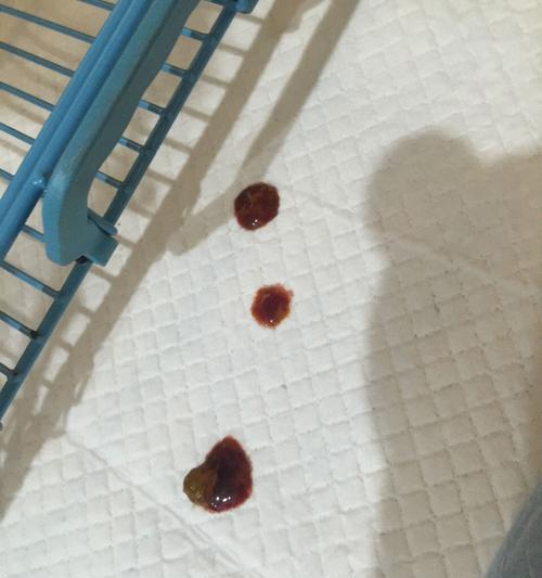 泰迪为什么总拉稀？（了解泰迪拉稀的原因和解决方法）