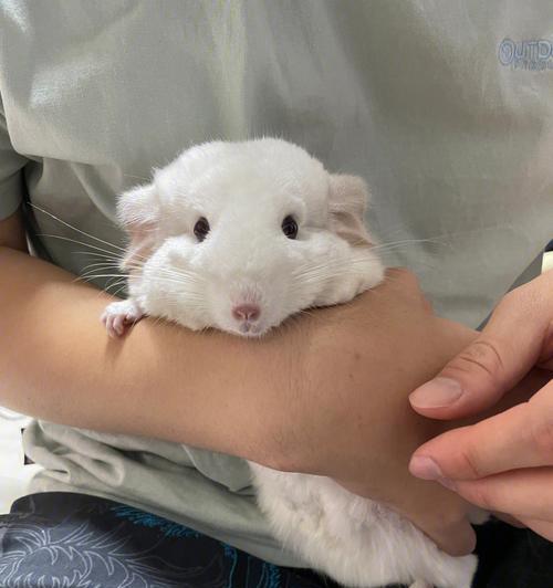 龙猫为什么喜欢啃笼子？（探索龙猫啃笼子的原因与行为动机）