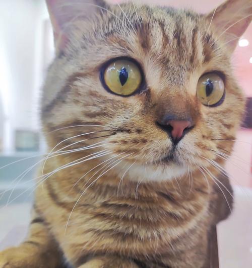 小猫如画（可爱小猫与艺术的邂逅）