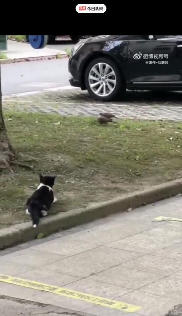 关于流浪猫的饮食问题（探讨流浪猫的饮食需求及最佳饮食选择）