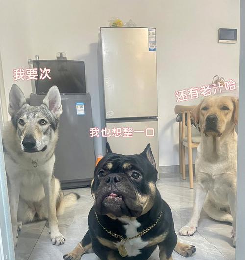 恶霸犬的恶臭原因及处理方法（了解恶霸犬身上的臭味是如何产生的，帮助你更好地护理宠物）
