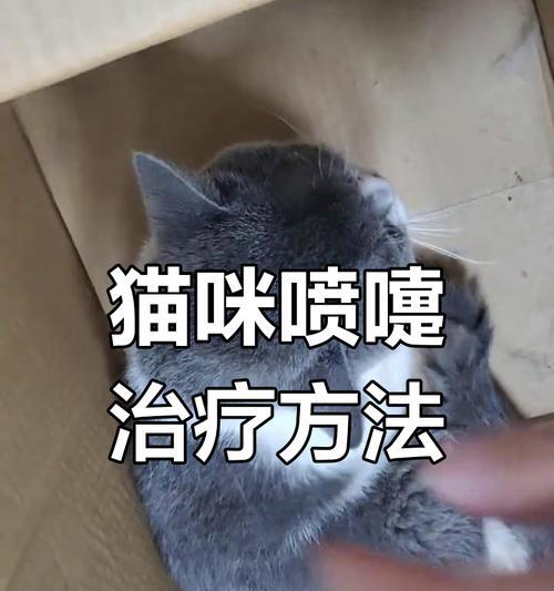 猫咪打喷嚏的原因及应对方法（了解猫咪打喷嚏的常见问题和有效的应对措施）