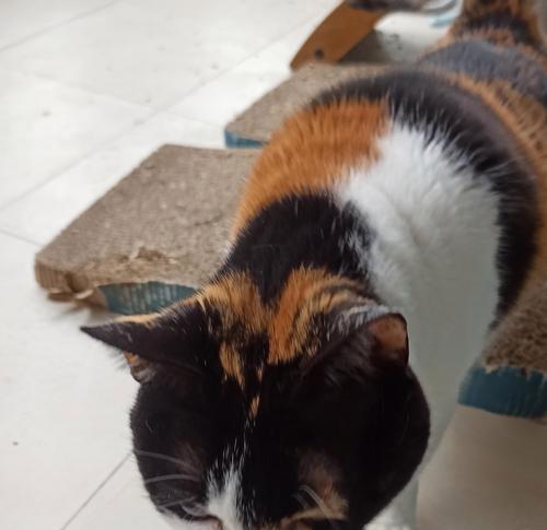 小猫泌尿系统问题的常见症状（了解小猫泌尿系统问题的迹象与治疗）