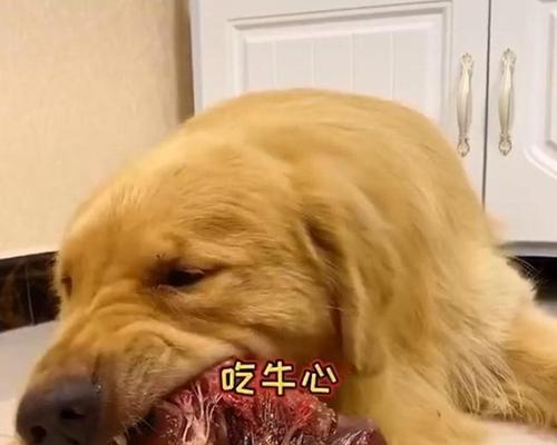 德牧肠胃问题的原因及解决方法（揭秘德牧肠胃不佳的成因，探寻有效的调理方法）
