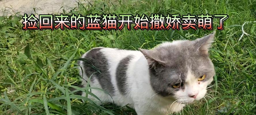 猫咪早起的撒娇秘密（揭秘猫咪早晨撒娇的原因及方法）