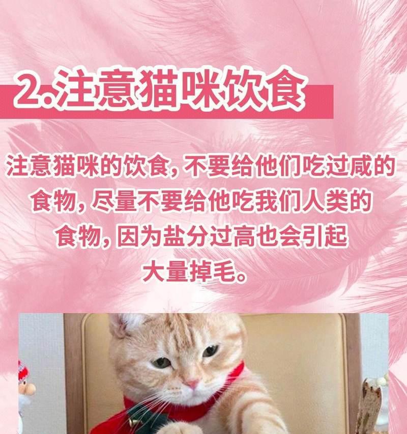 刚出生的小猫咪的饮食需求（了解小猫咪饮食需求的关键是什么？）