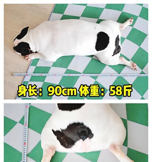 法斗头型逐渐变大的原因及影响（探索法斗头型演变的关键因素和潜在问题）