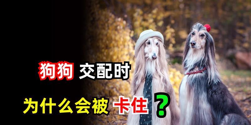 狗狗为什么会在死去的动物身上蹭？（探索狗狗蹭死去动物的行为及其原因）