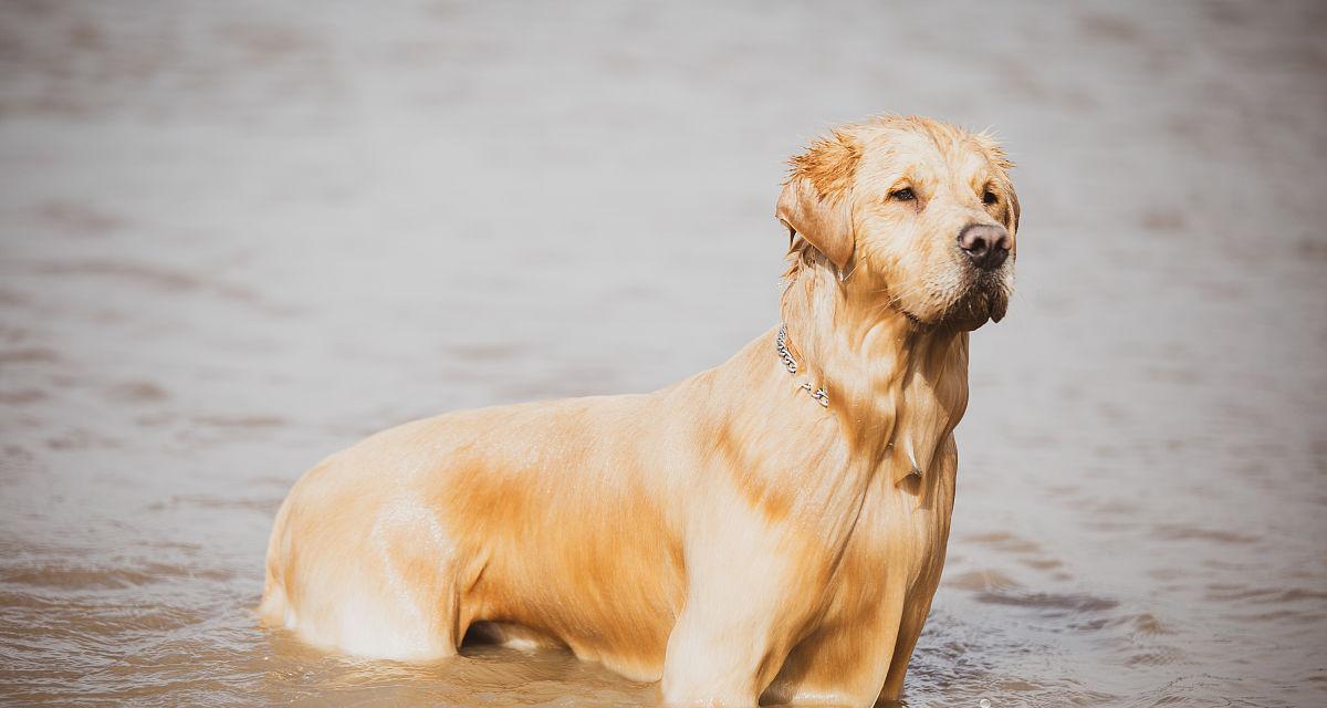 金毛（揭秘金毛犬为何称为猎犬）
