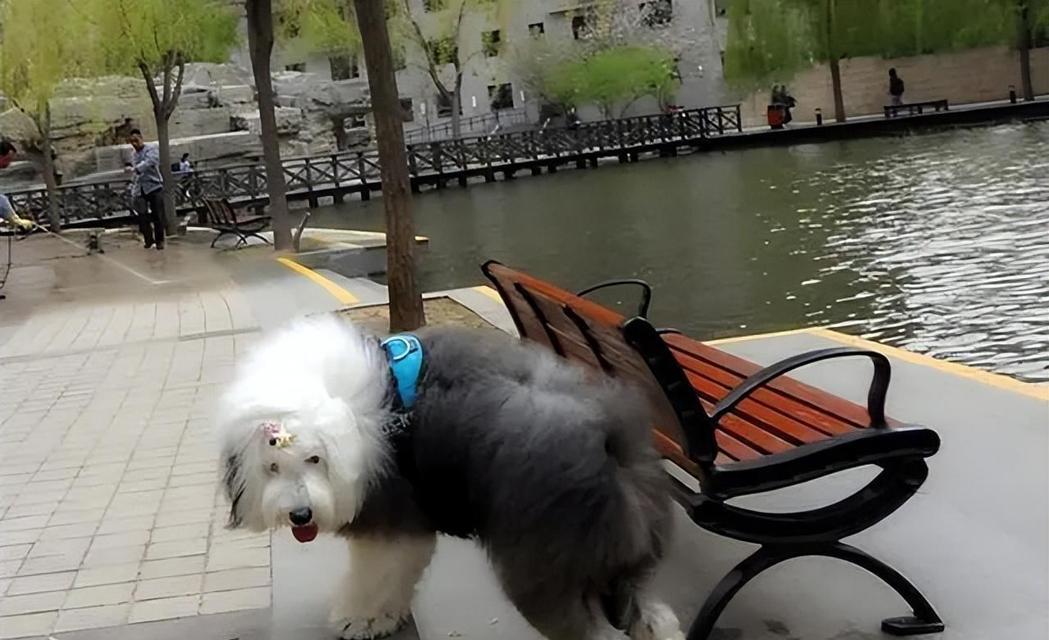 狗为什么不会死在家里？（探索狗独特的生存能力与家庭环境的关系）
