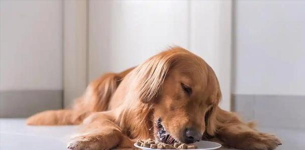 金毛犬宝宝的饮食指南（了解金毛犬宝宝的健康饮食需求，为它提供适当的营养摄入）