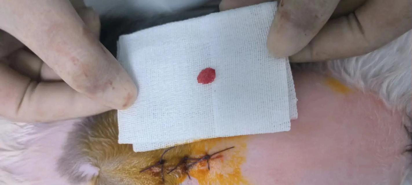 猫咪尿带血可能患有的疾病（猫咪尿带血的原因、症状和治疗方法）