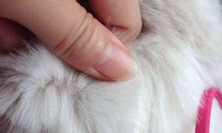 揭秘猫身上的黑点点之谜（黑点点是什么？黑点点的作用是什么？如何有效处理黑点点问题？）