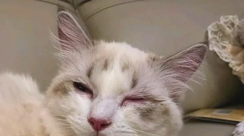 猫瘟的常见症状及预防措施（了解猫瘟，保护我们的毛茸伙伴）
