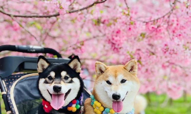 以宠物狗为主题写一篇文章（探寻犬类魅力，带您认识不同品种的宠物狗）